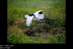 Jabiru in Flight  - Kyffin Lewis