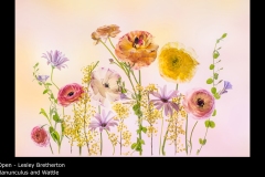 Ranunculus and Wattle - Lesley Bretherton