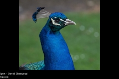 Peacock - David Sherwood