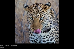 Lunch - David Sherwood