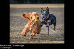 Not catching me - Graeme Diggle