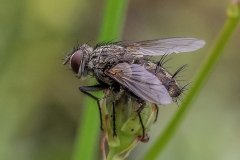 Bristle-Fly-Ken-Gosbell-Highly-Commended-Open-A-Grade-PDI-Apr-2023