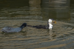 Good-Catch-Tuck-Leong-Commended-Open-A-Grade-PDI-Apr-2023