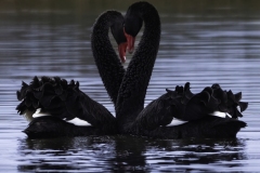 Love-Heart-Nicole-Andrews-Commended-Open-A-Grade-PDI-Apr-2023