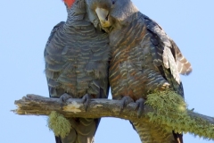 Mr-and-Mrs-Nicole-Andrews-Commended-Set-Subject-A-Grade-PDI-Apr-2023