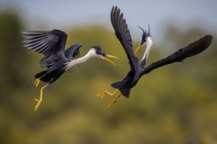 Pied-Herons-having-a-territorial-scrap-Kyffin-Lewis-Best-Open-A-Grade-PDI-Apr-2023