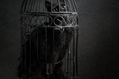 Switcheroo-Alison-Crea-Best-Open-B-Grade-PDI-Apr-2023