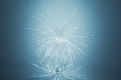 Thistle-fairies-Annette-Donald-Commended-Open-A-Grade-PDI-Apr-2023