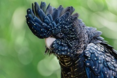 Black-cockatoo-Renate-Parton-Commended-Open-B-Grade-Print-Apr-2023