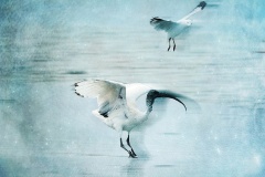 Djiwert-djiwert-dreaming.-James-Mexias-Commended-Set-Subject-A-Grade-Print-Apr-2023