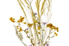 Indigenous-Meadow-Lesley-Bretherton-Commended-Open-A-Grade-Print-Apr-2023