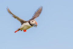 Atlantic-Puffin-Flying-Home-With-Dinner-Ruth-Woodrow-Highly-Commended-Open-A-Grade-PDI-Aug-2023