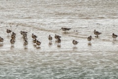 Godwits-Alan-Donald-Commended-Set-Subject-A-Grade-PDI-Aug-2023