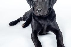 Jimmy-Australian-Border-Force-Foster-Cared-Puppy-Richard-Coathup-Commended-Open-B-Grade-PDI-Aug-2023