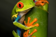 Red-eyed-Leaf-Frog-Geoff-Shaw-Highly-Commended-Open-A-Grade-PDI-Aug-2023