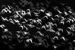 Stilts-Lesley-Bretherton-Commended-Open-A-Grade-PDI-Aug-2023