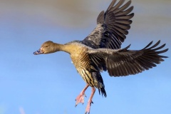 Whistling-Duck-in-flight-Kyffin-Lewis-Commended-Open-A-Grade-PDI-Aug-2023