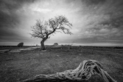 Alone-Jason-Vassallo-Commended-Open-B-Grade-PDI-Feb-2023-