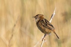 Golden-headed-Cisticola-Daryl-Lynch-Commended-Open-A-Grade-PDI-Feb-2023-