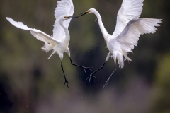 egret-fighting-Kyffin-Lewis-Highly-Commended-Open-A-Grade-PDI-Feb-2023-