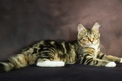 Daphne-Suzanne-Martin-Commended-Open-A-Grade-Print-Feb-2023-