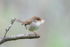 Nesting-interrupted-Renate-Parton-Commended-Open-B-Grade-Print-Feb-2023-