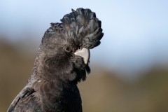 Red-tailed-Black-Cockatoo-male-Jerzy-Alexander-Lau-Highly-Commended-Open-A-Grade-Print-Feb-2023-