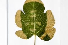 Self-Portrait-Chlorophyll-Print-Mark-Devaraj-Commended-Set-Subject-A-Grade-Print-Feb-2023-