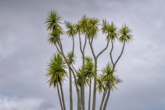 Ti-Kouka-Aotearoa-Sally-Paterson-Best-Open-A-Grade-Print-Feb-2023-