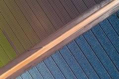 Cabbage-Fields-Paul-Dodd-Commended-Open-A-Grade-PDI-Jul-2023