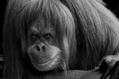 Cheeky-Mark-Devaraj-Highly-Commended-Set-Subject-A-Grade-PDI-Jul-2023