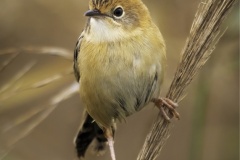 Cisticolla-Nicole-Andrews-Commended-Open-A-Grade-PDI-Jul-2023