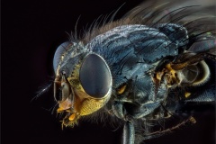 Fly-3-Geoff-Shaw-Highly-Commended-Open-A-Grade-PDI-Jul-2023