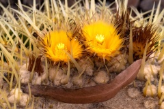 Smile-Nicole-Andrews-Commended-Set-Subject-A-Grade-PDI-Jul-2023