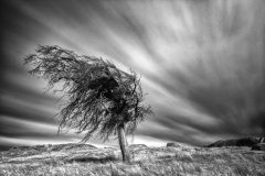 Dog-Rocks-2-Megan-Smith-Highly-Commended-Open-B-Grade-PDI-Jun-2023