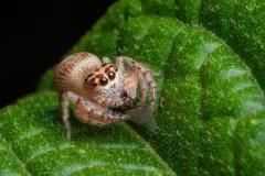 Garden-Jumping-Spider-Nicole-Andrews-Best-Open-A-Grade-PDI-Jun-2023