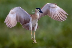 Nankeen-Night-Heron-Kyffin-Lewis-Highly-Commended-Open-A-Grade-PDI-Jun-2023