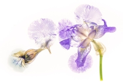 Renees-iris-Lesley-Bretherton-Commended-Open-A-Grade-PDI-Jun-2023