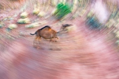 Spinning-camel-Kaye-Linsdell-Commended-Set-Subject-A-Grade-PDI-Jun-2023