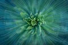 Teal-Plant-Ruth-Woodrow-Commended-Set-Subject-A-Grade-PDI-Jun-2023