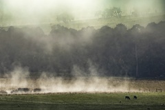 Misty-Central-Victoria-Harry-Clarke-Commended-Open-A-Grade-PDI-Mar-2023
