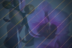 Orchid-and-lines-Alan-Donald-Commended-Open-A-Grade-PDI-Mar-2023