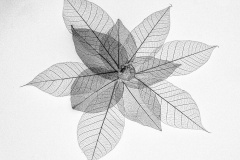 Skelton-leaves-Annette-Donald-Highly-Commended-Open-A-Grade-PDI-Mar-2023