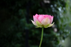 The-Lotus-Jason-Vassallo-Commended-Set-Subject-B-Grade-PDI-Mar-2023