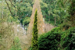 Trees-Aziz-Yacoub-Commended-Set-Subject-B-Grade-PDI-Mar-2023