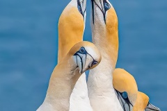 What-are-they-up-toa-Ken-Gosbell-Commended-Open-A-Grade-PDI-Mar-2023