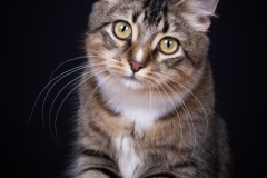 Daphne-Suzanne-Martin-Commended-Open-A-Grade-Print-Mar-2023