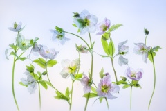 Hellebore-Lesley-Bretherton-Highly-Commended-Open-A-Grade-Print-Mar-2023
