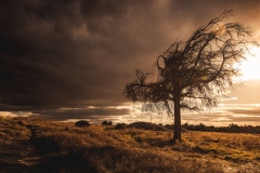 Dog-Rocks-Megan-Smith-Commended-Open-B-Grade-PDI-May-2023