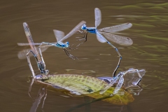 Dragonfly-Combat-Maarten-Grabandt-Highly-Commended-Open-B-Grade-PDI-May-2023